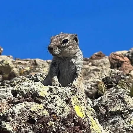 Daire Casa Esterlita